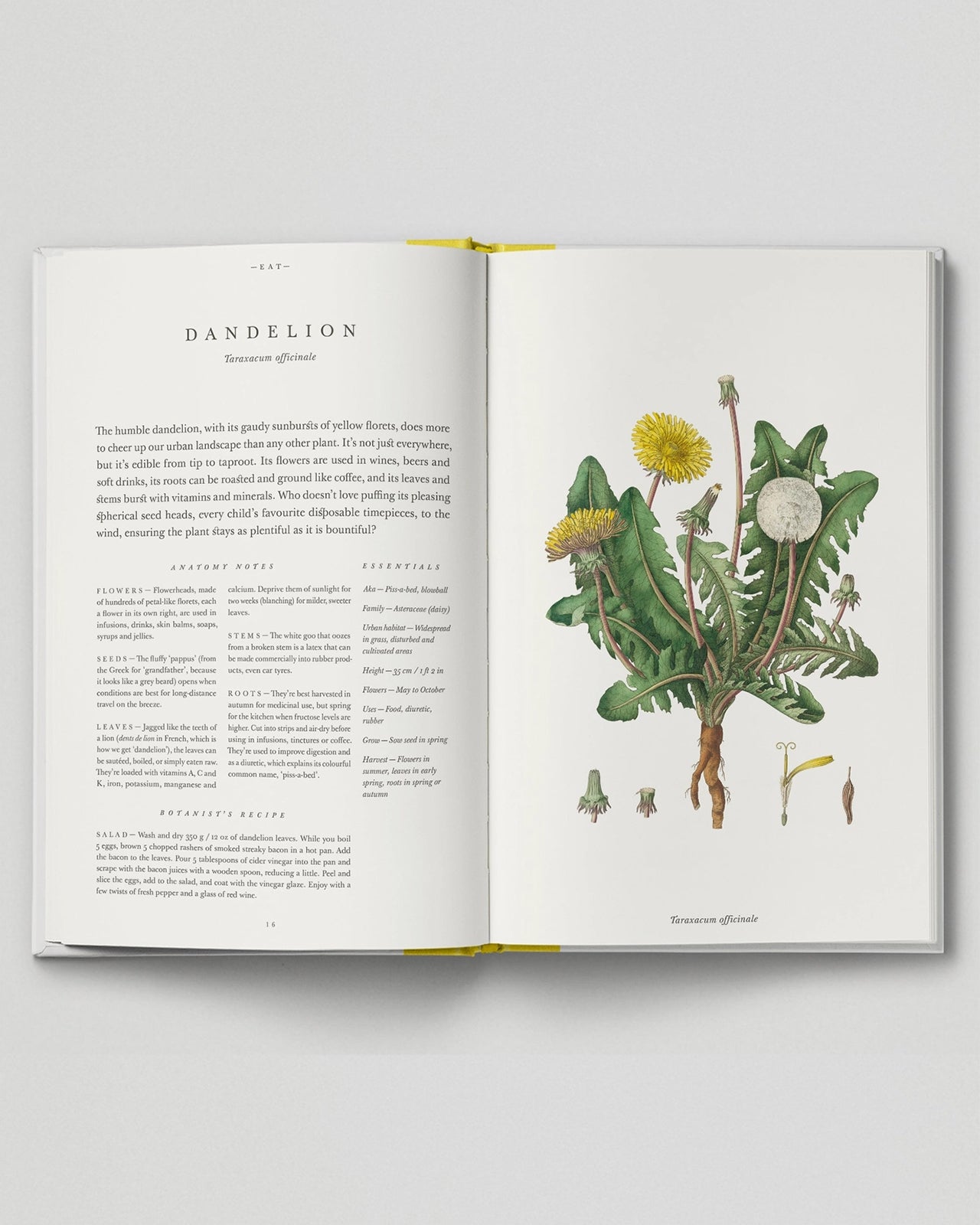 The Botanical City - 01