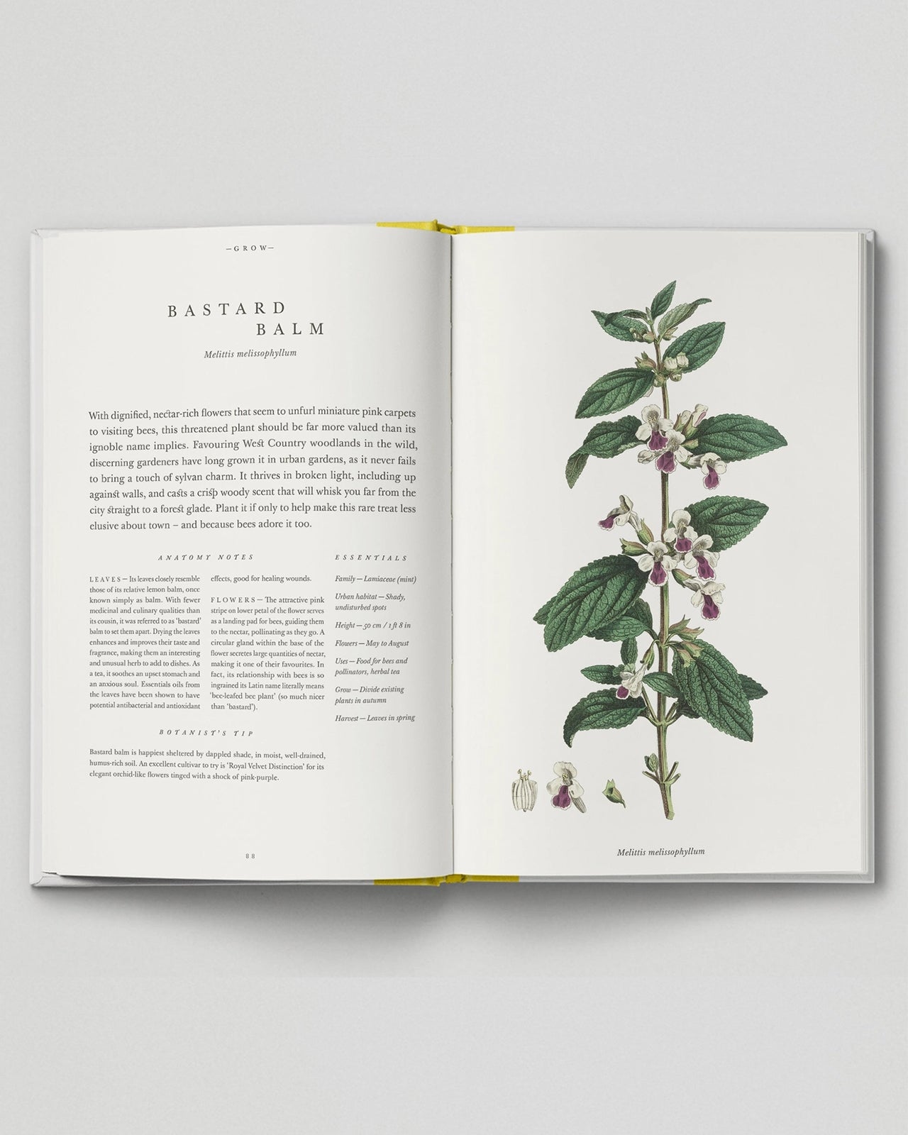 The Botanical City - 05
